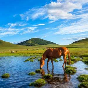 《草原歌曲大全精选500首打包》[高品质MP3/320K]